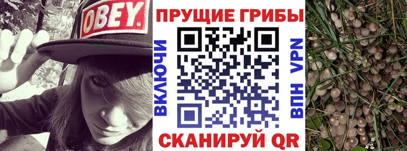 где продают   Кировград  Галлюциногенные грибы Magic Shrooms 